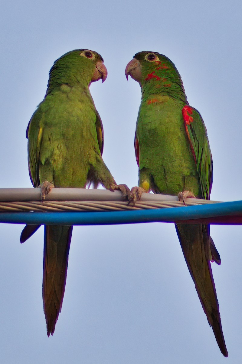 White-eyed Parakeet - Dirk Engelen