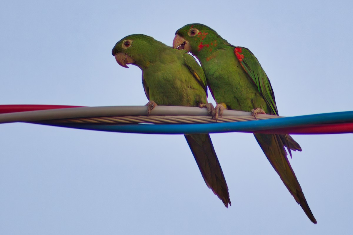 White-eyed Parakeet - Dirk Engelen