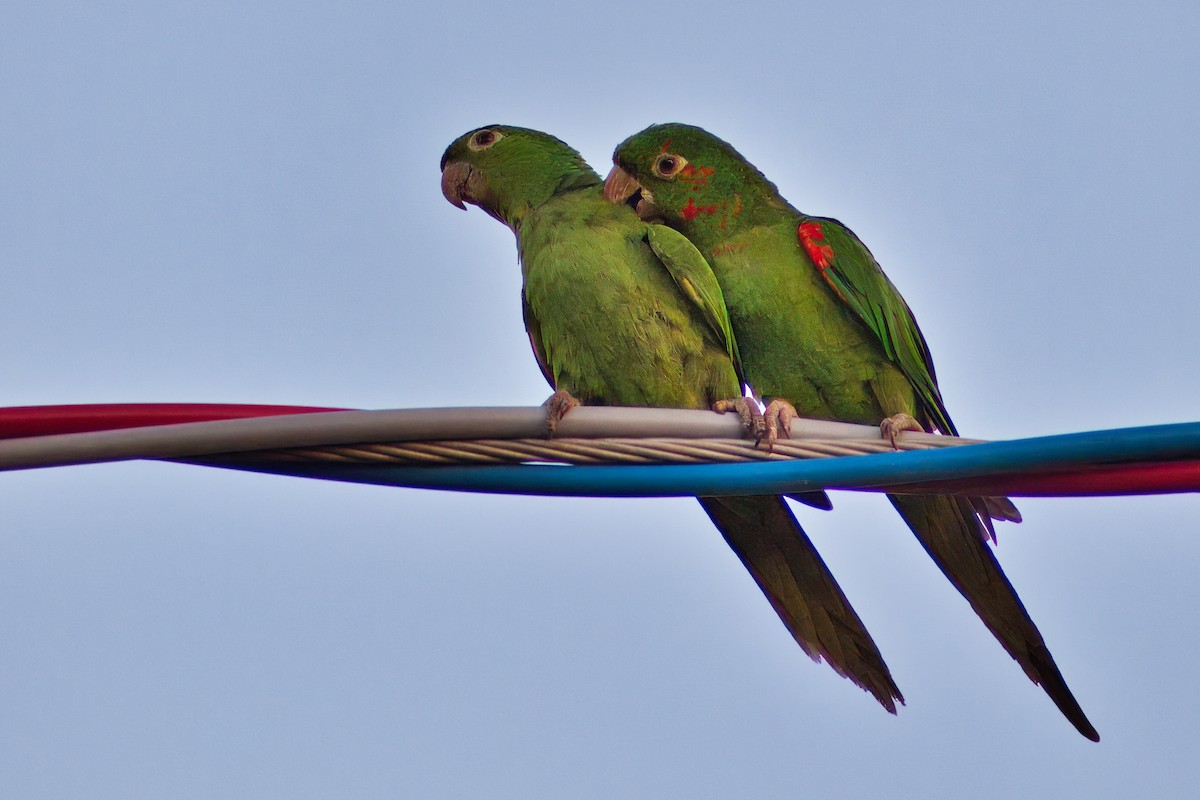 White-eyed Parakeet - Dirk Engelen