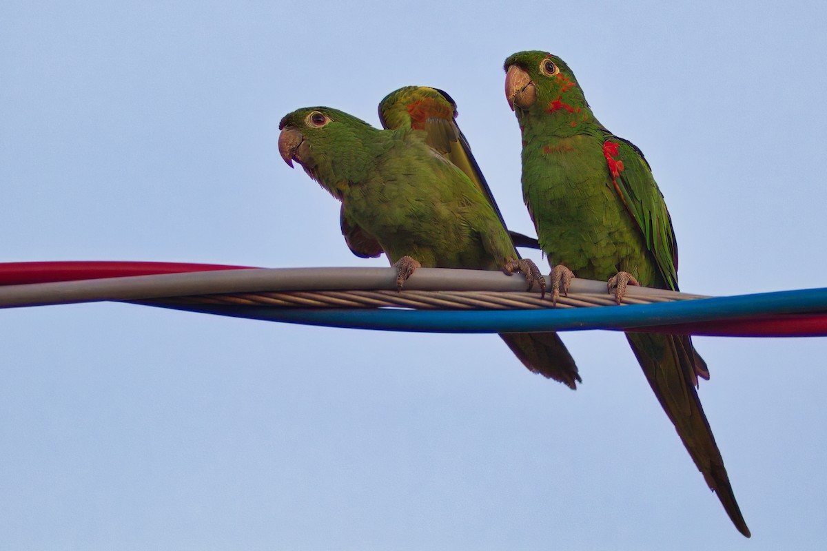 White-eyed Parakeet - Dirk Engelen