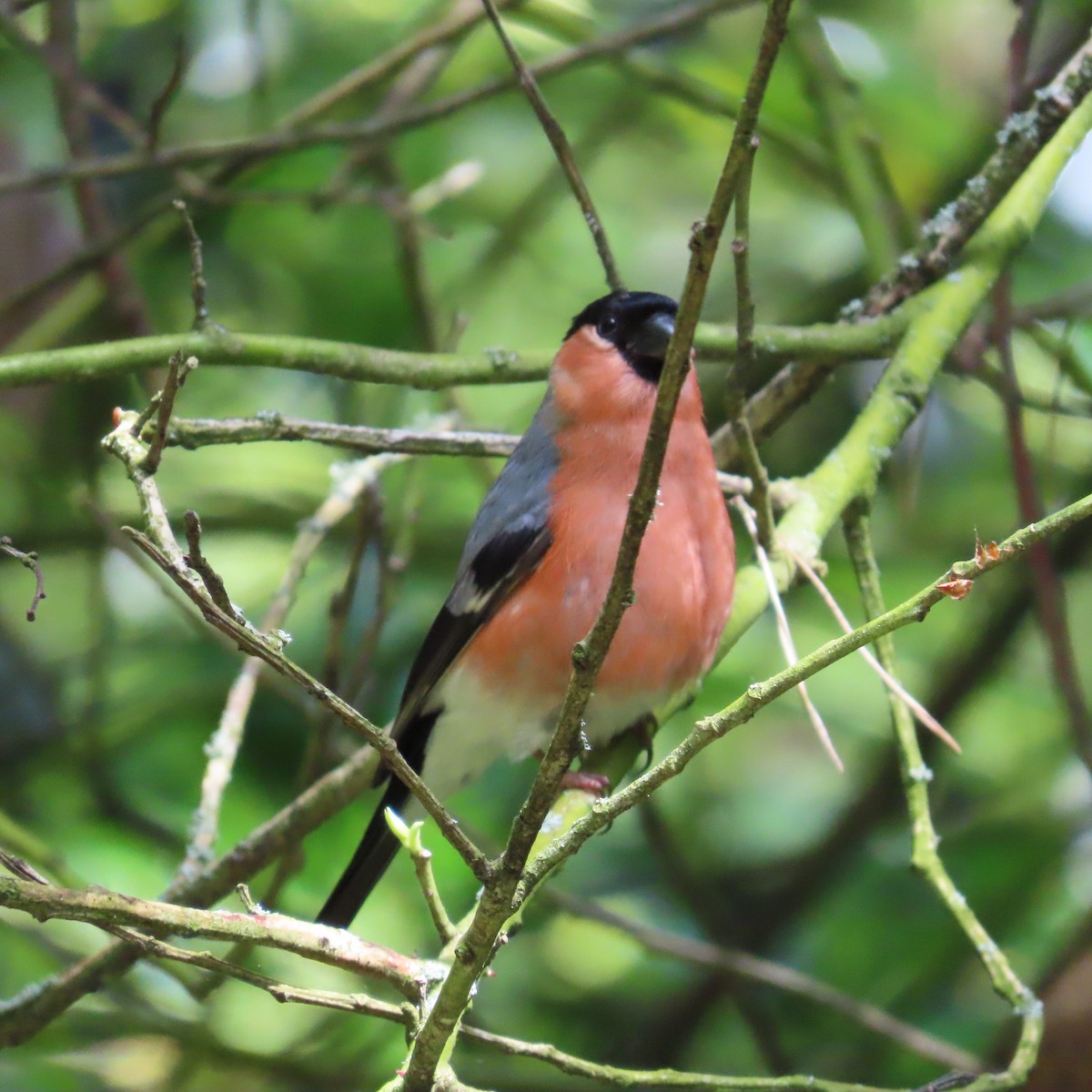 Eurasian Bullfinch - Robert Theriault