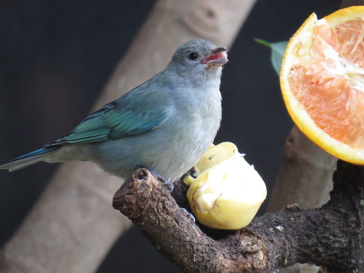 Sayaca Tanager - Rafael Coloda