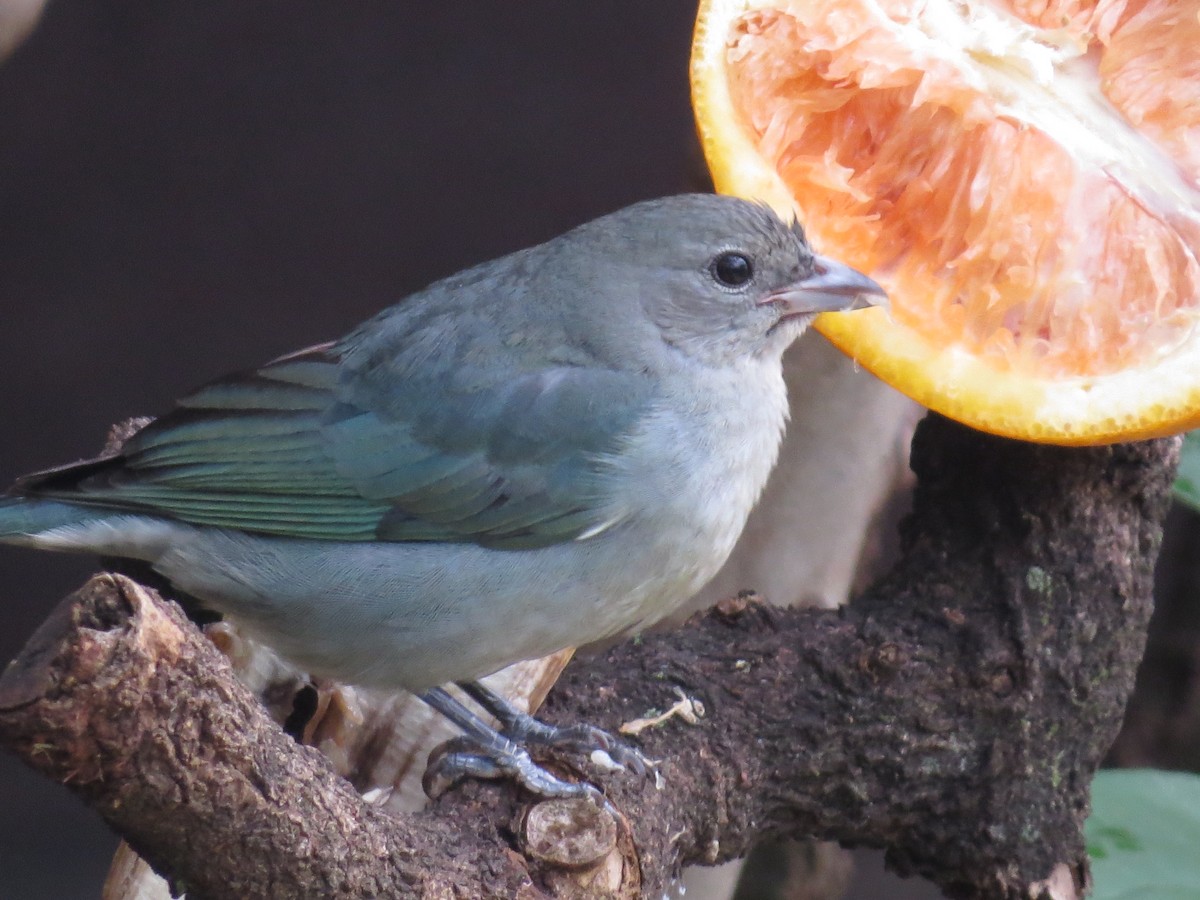 Sayaca Tanager - Rafael Coloda