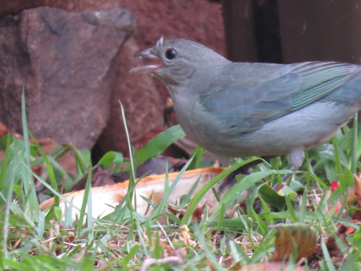 Sayaca Tanager - Rafael Coloda