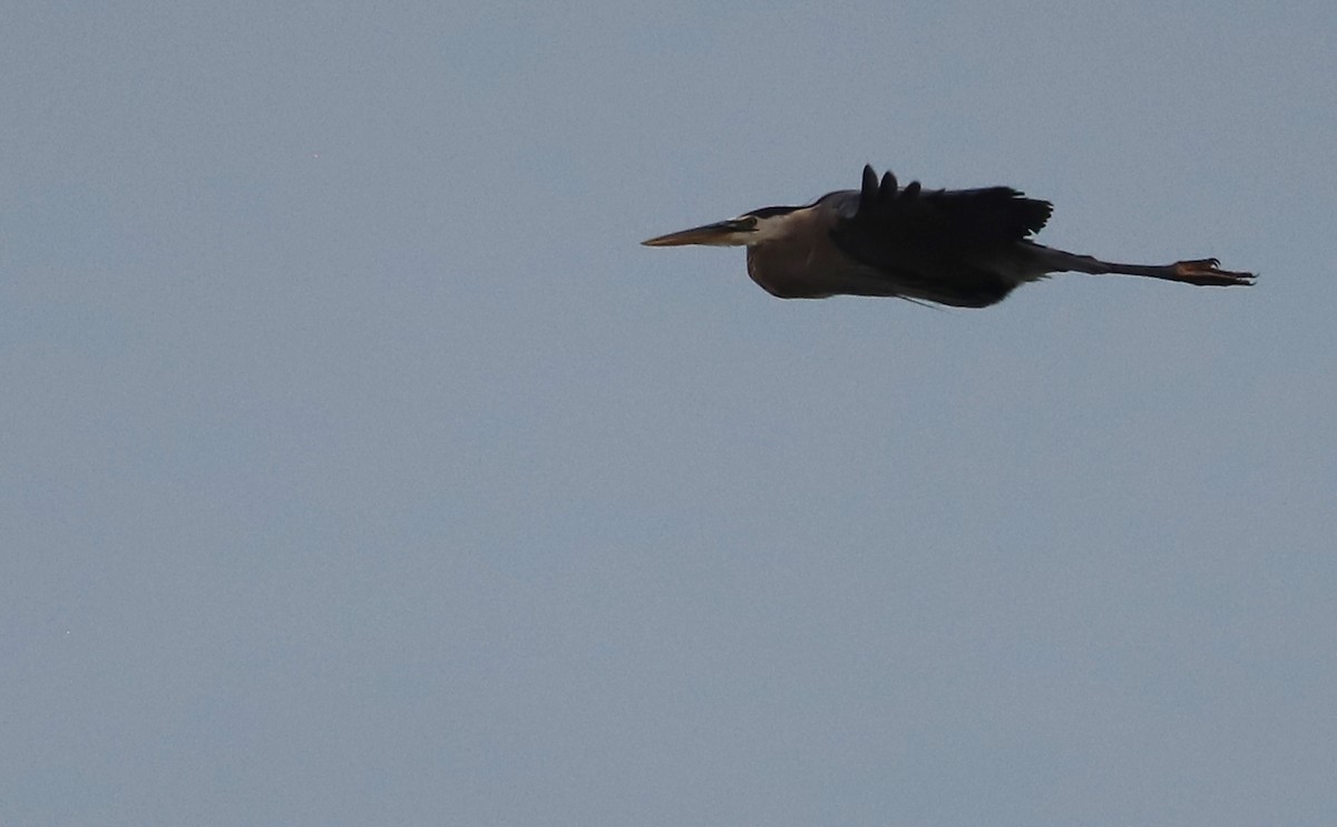 Great Blue Heron (Great Blue) - Rob Bielawski