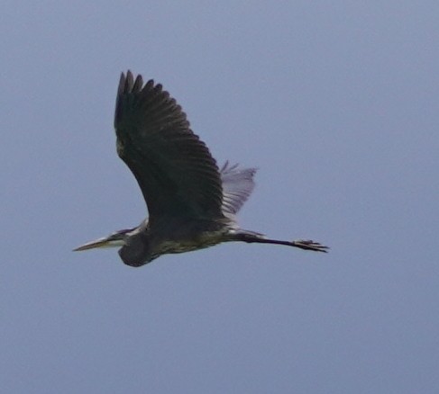 Great Blue Heron - John McCallister