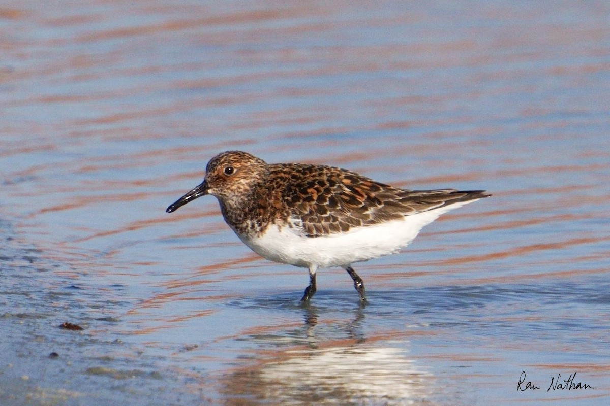 Sanderling - Ran Nathan