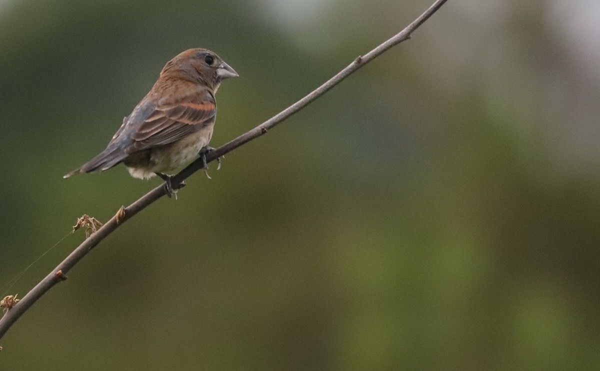 Blue Grosbeak - Rob Bielawski