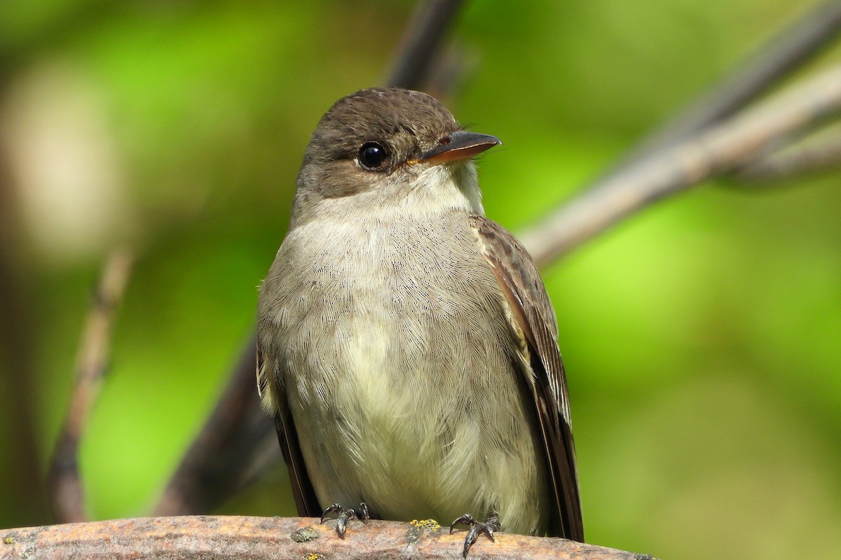 Western Wood-Pewee - Brad Vissia