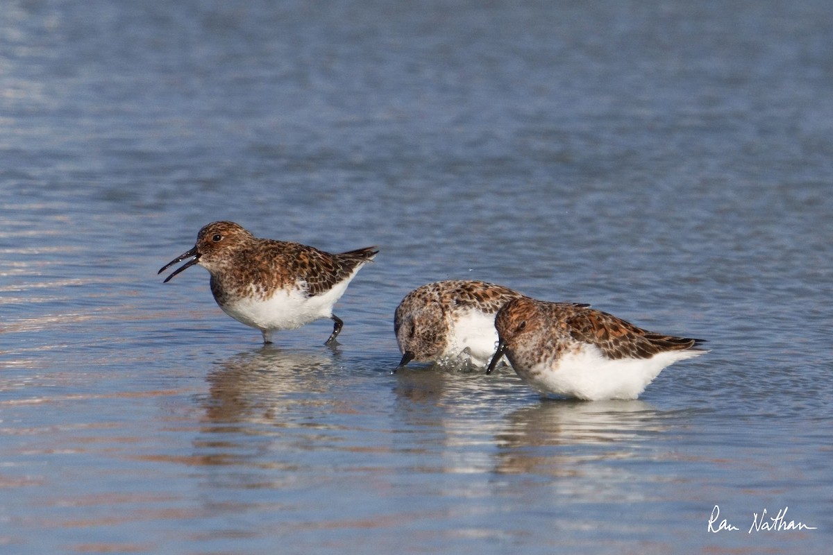 Sanderling - Ran Nathan