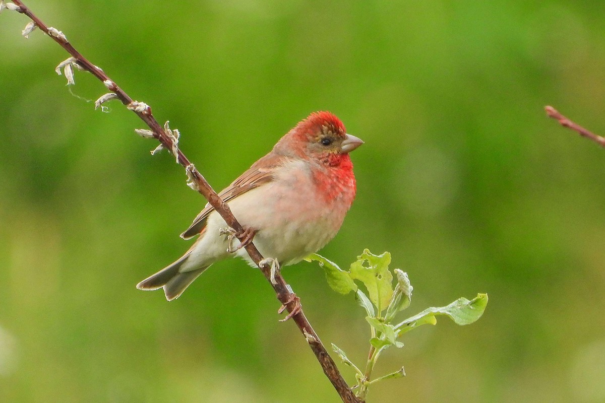 Common Rosefinch - Vladislav Železný