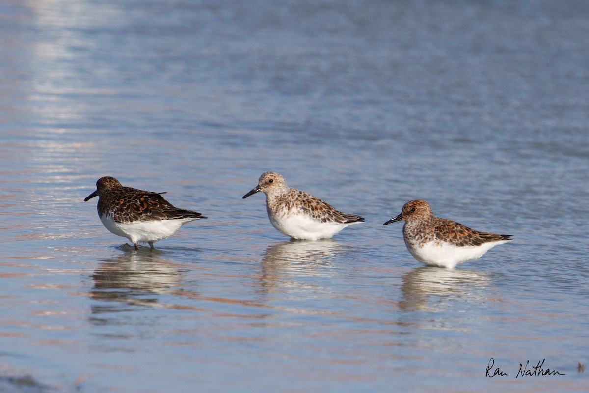 Sanderling - Ran Nathan