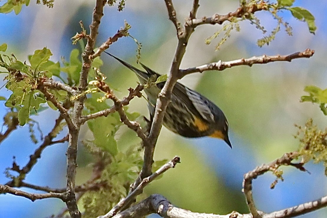 Yellow-rumped Warbler (Audubon's) - Mohini Rawool-Sullivan