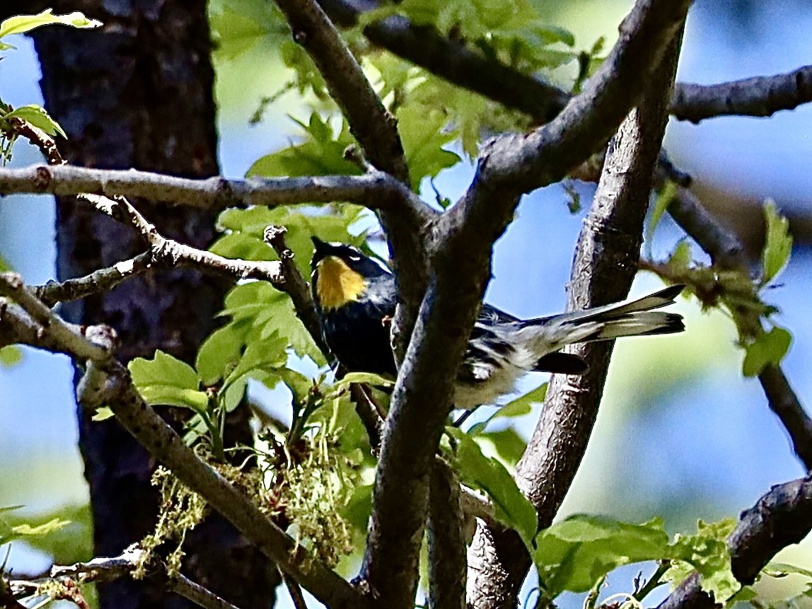 Yellow-rumped Warbler (Audubon's) - Mohini Rawool-Sullivan