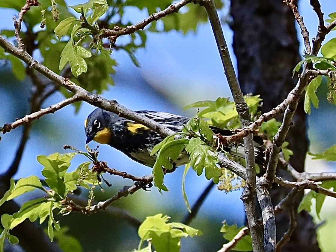 Yellow-rumped Warbler (Audubon's) - Mohini Rawool-Sullivan