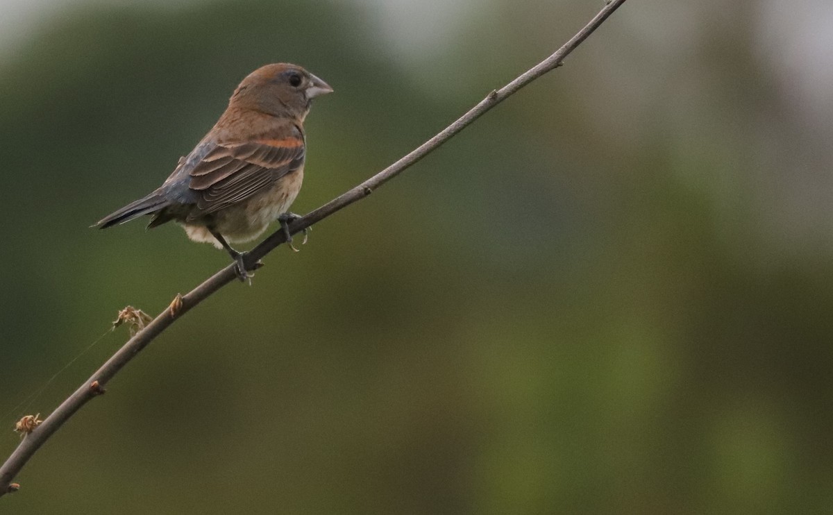 Blue Grosbeak - Rob Bielawski