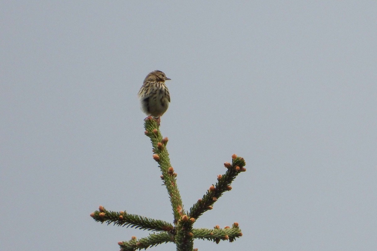 Tree Pipit - Vladislav Železný