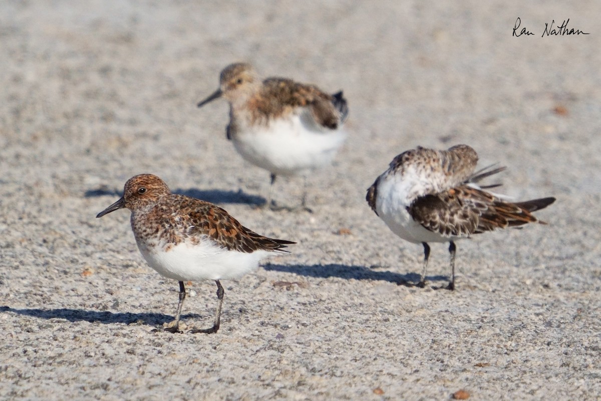 Sanderling - Ran Nathan