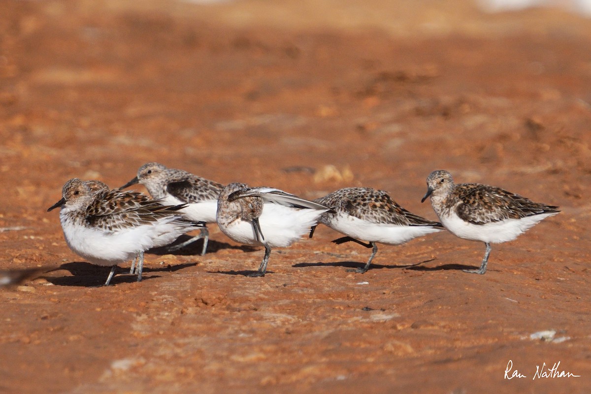 Sanderling - Ran Nathan