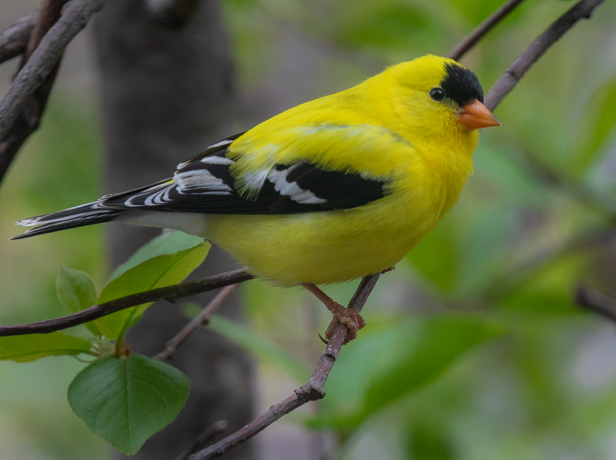 American Goldfinch - ML619582112