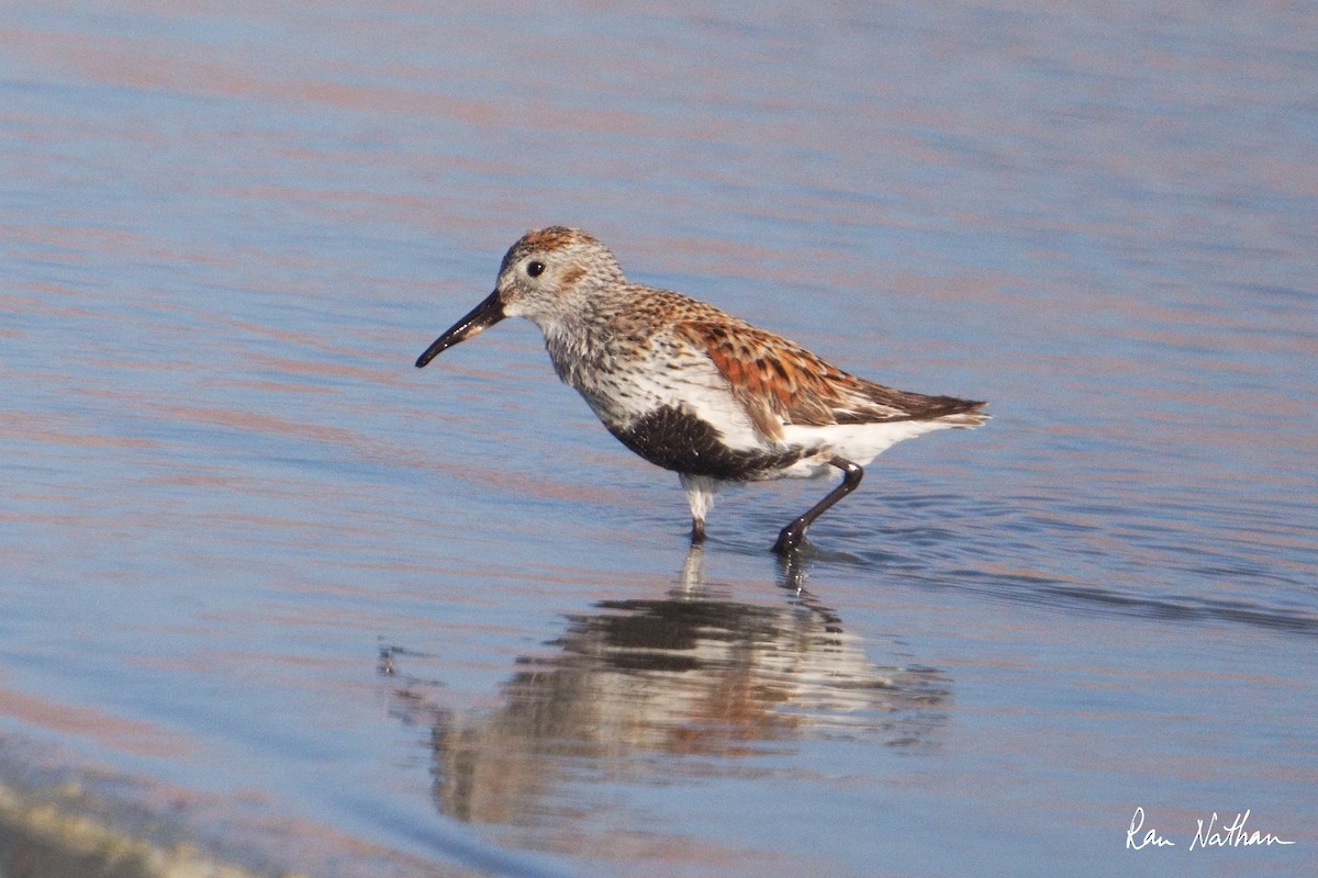 Dunlin - Ran Nathan