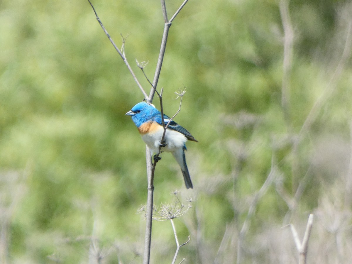 Lazuli Bunting - Gabriel Rudy