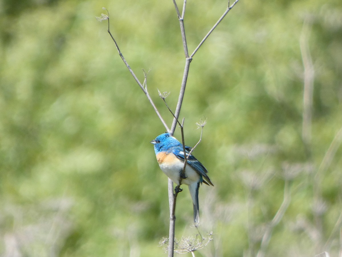 Lazuli Bunting - ML619582124