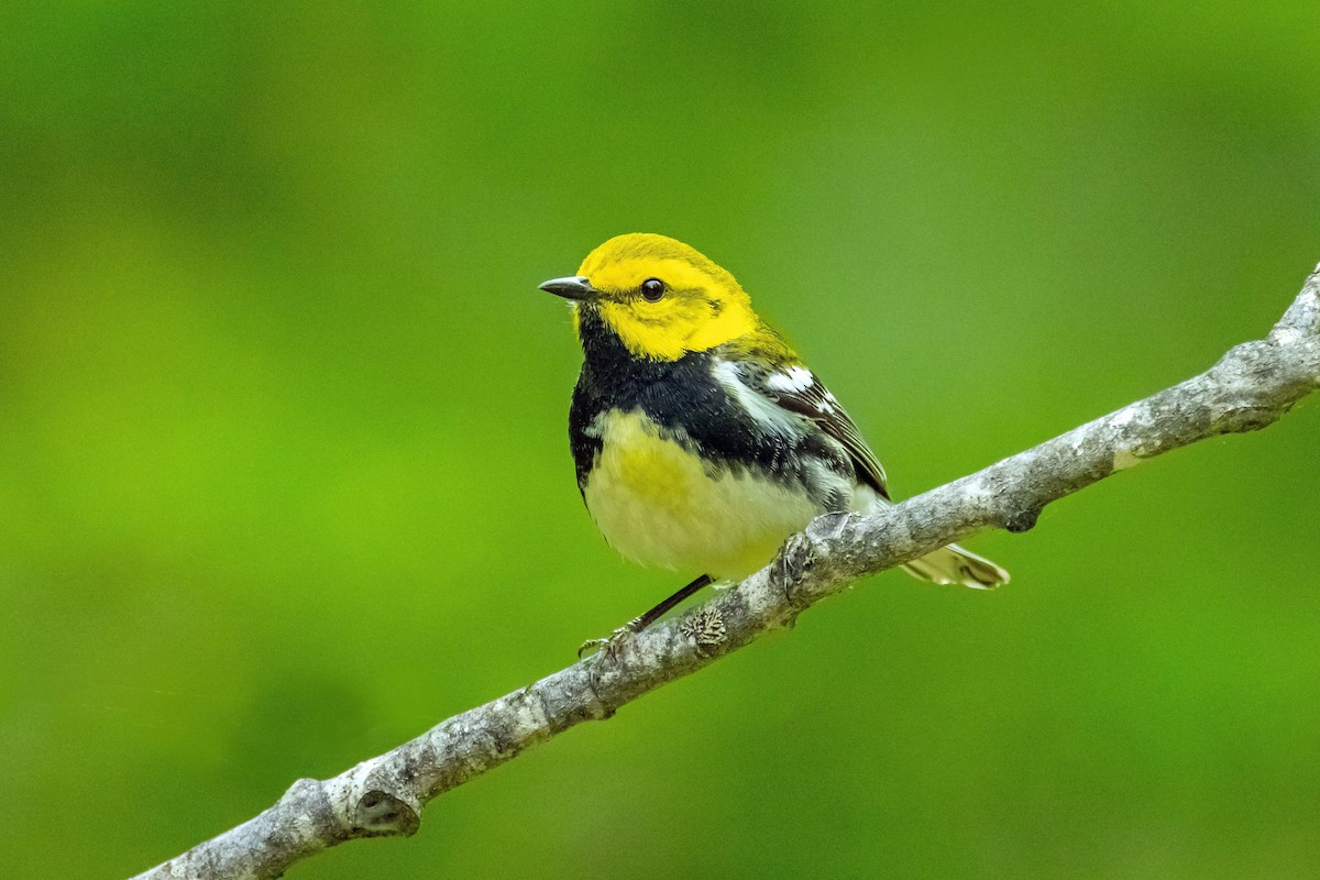 Black-throated Green Warbler - Yvon Boulanger