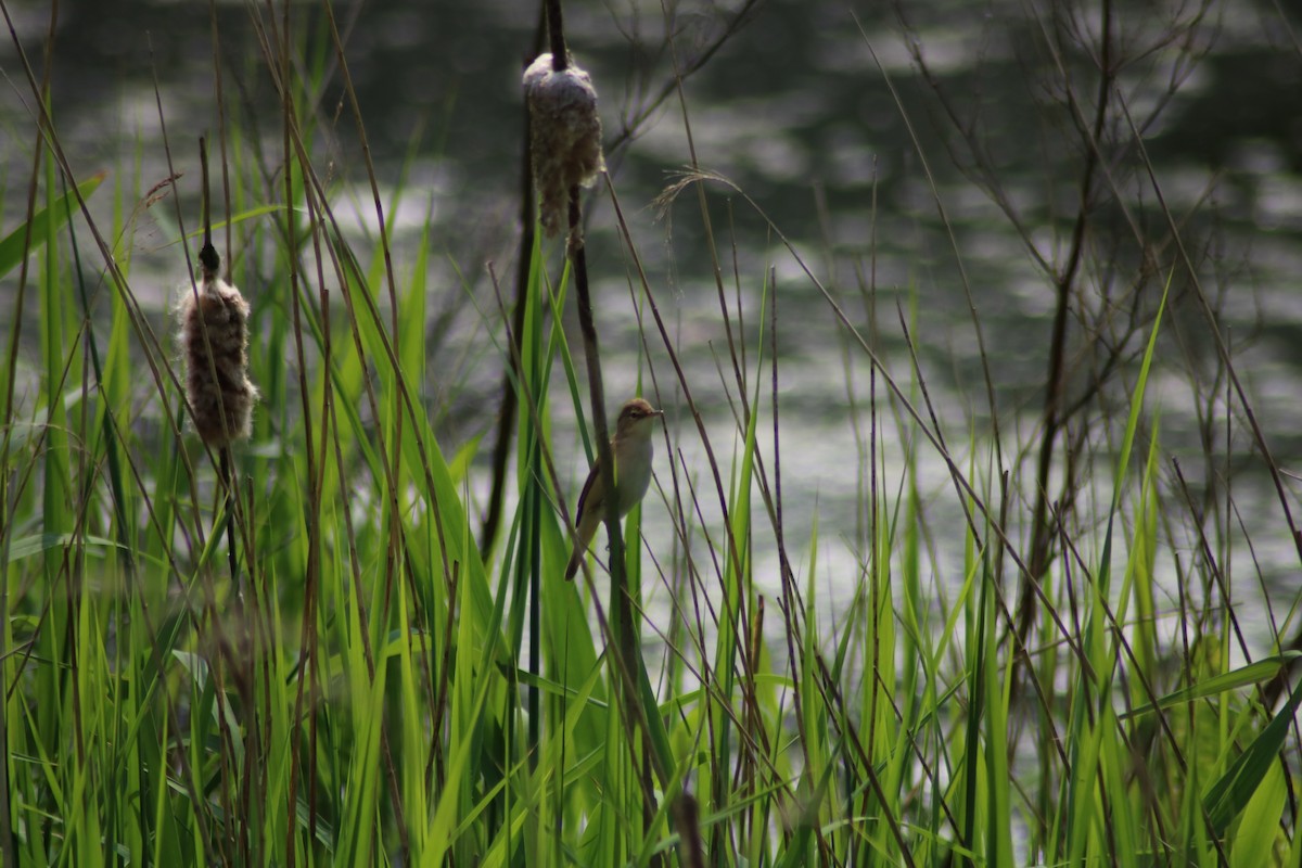 Common Reed Warbler - Graham  Howie