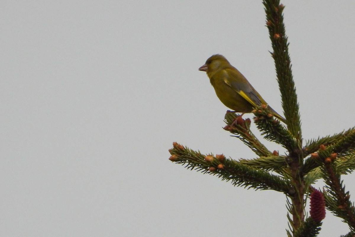 European Greenfinch - Vladislav Železný