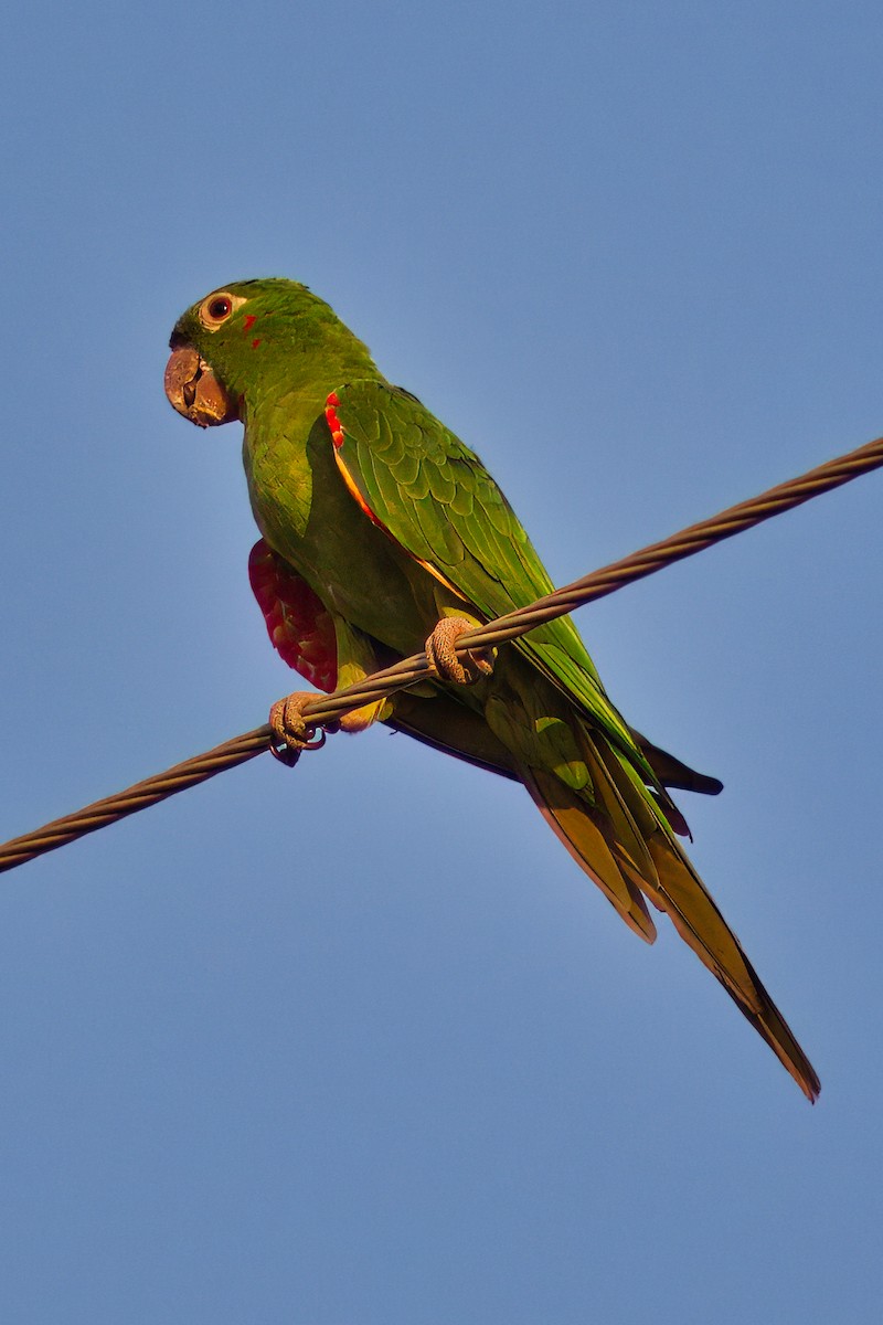 White-eyed Parakeet - Dirk Engelen