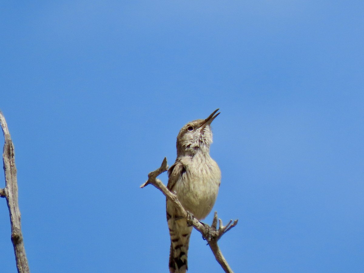 Rock Wren - ML619582135