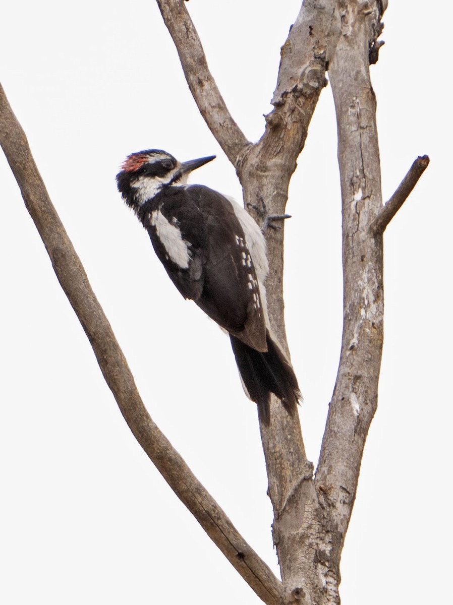 Hairy Woodpecker - ML619582137
