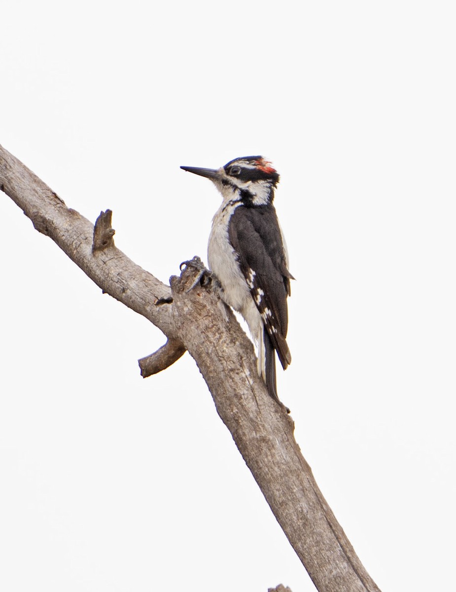Hairy Woodpecker - ML619582138