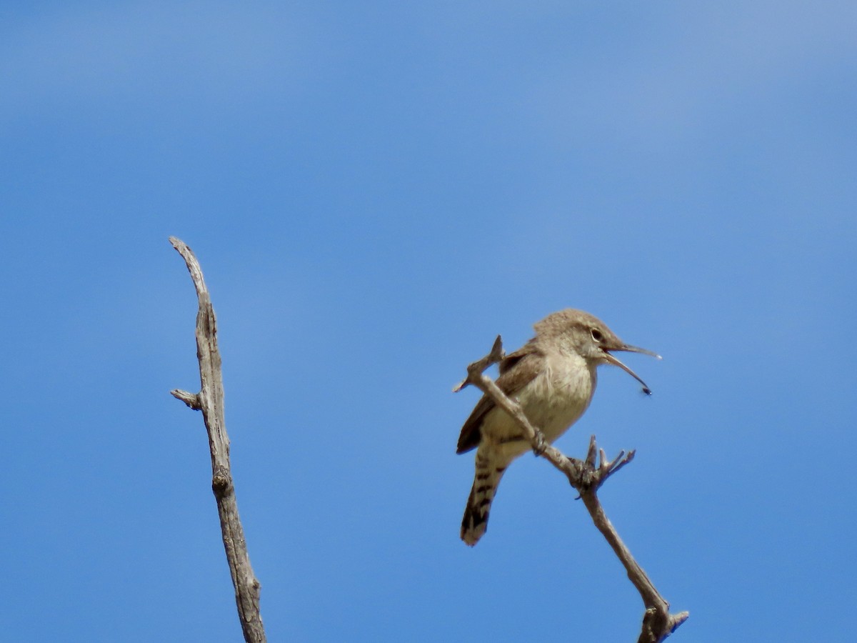 Rock Wren - diana beatty