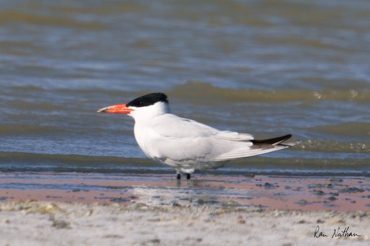 Caspian Tern - Ran Nathan