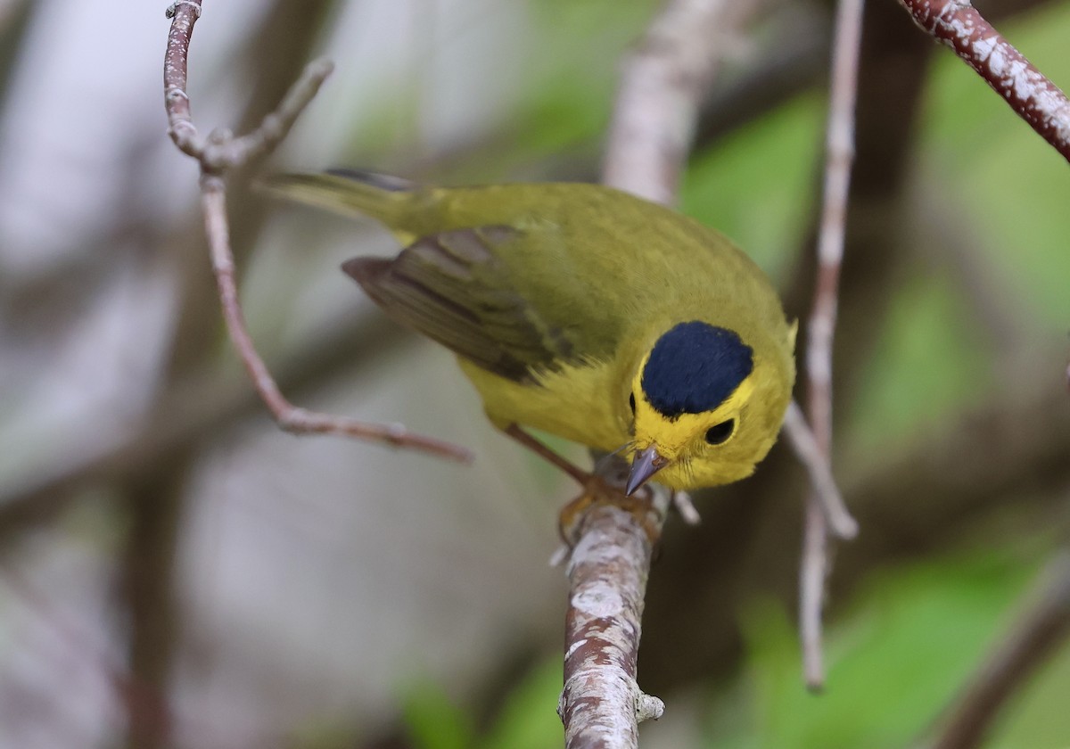 Wilson's Warbler - Denny Porter