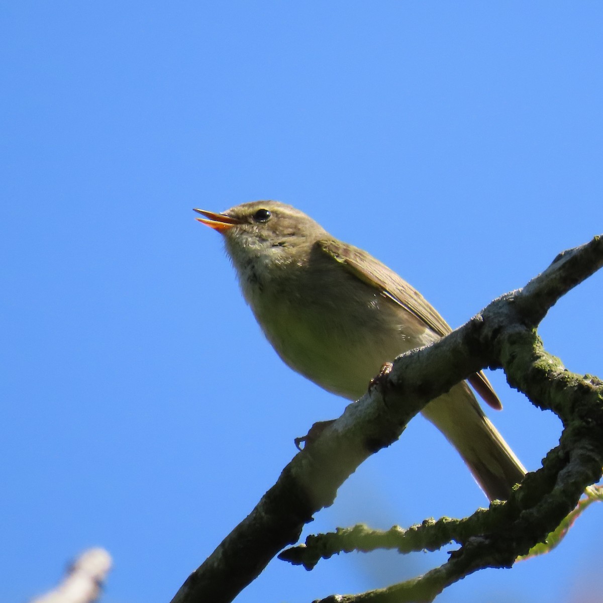 Common Chiffchaff - Robert Theriault