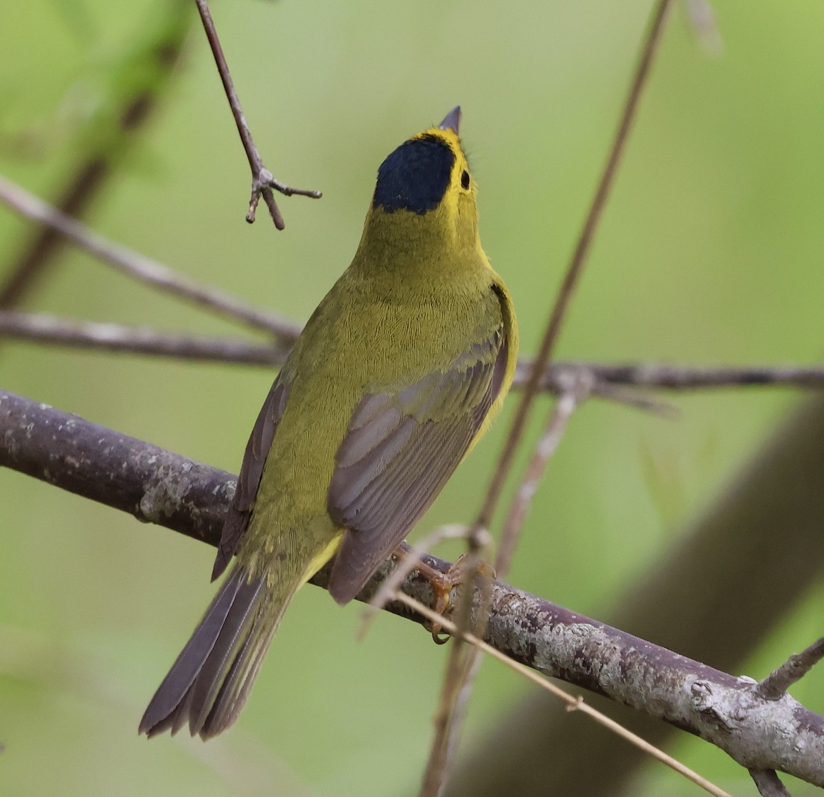 Wilson's Warbler - Denny Porter