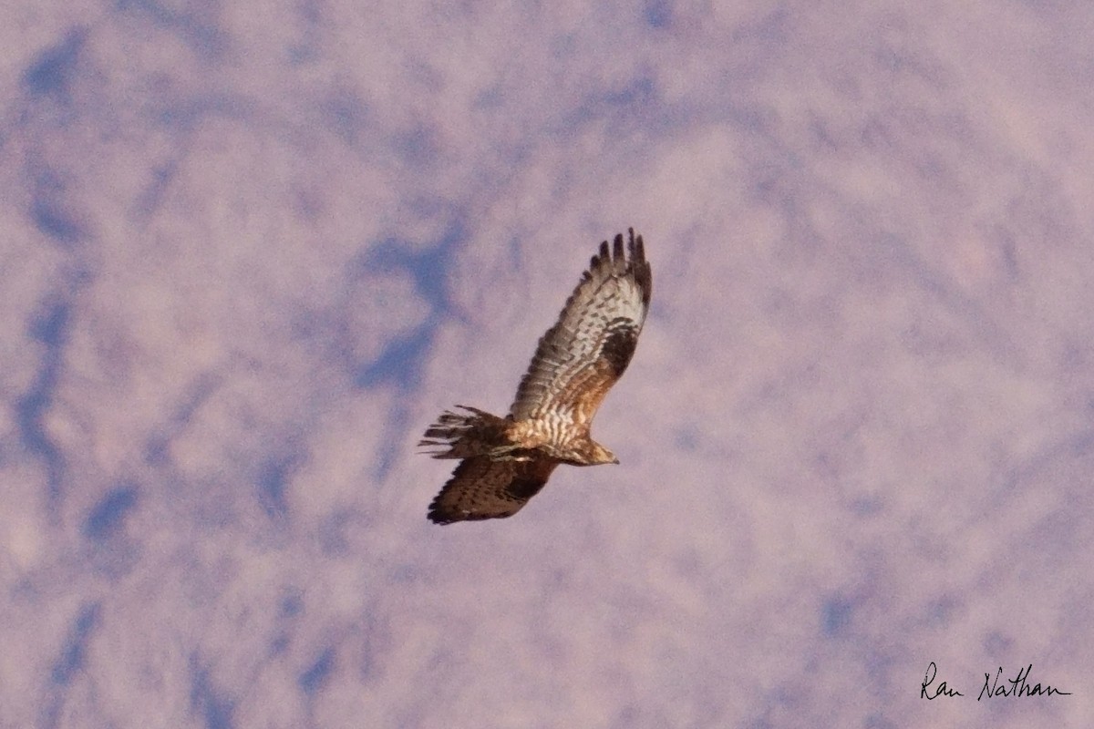 European Honey-buzzard - Ran Nathan