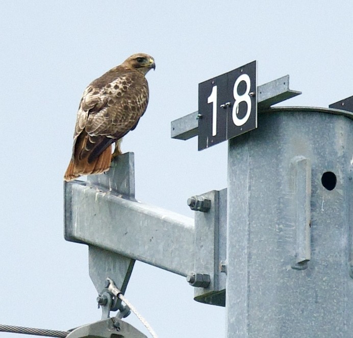 Red-tailed Hawk - Anita Otal