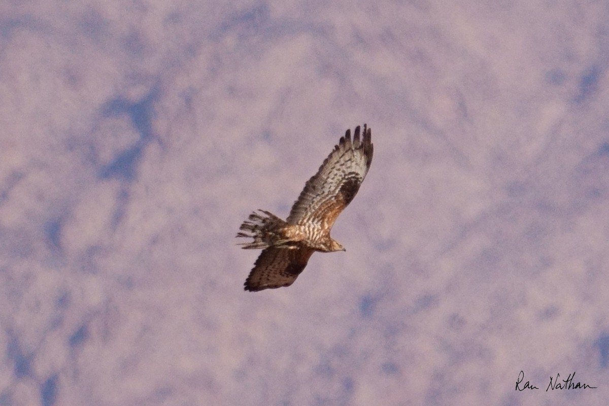 European Honey-buzzard - Ran Nathan