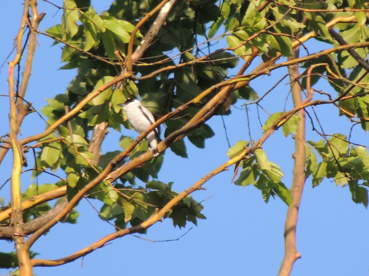 Black-crowned Tityra - Roger Lambert