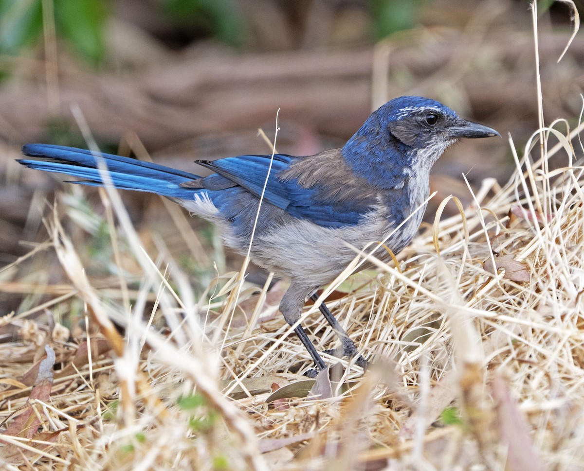 California Scrub-Jay - Bilal Al