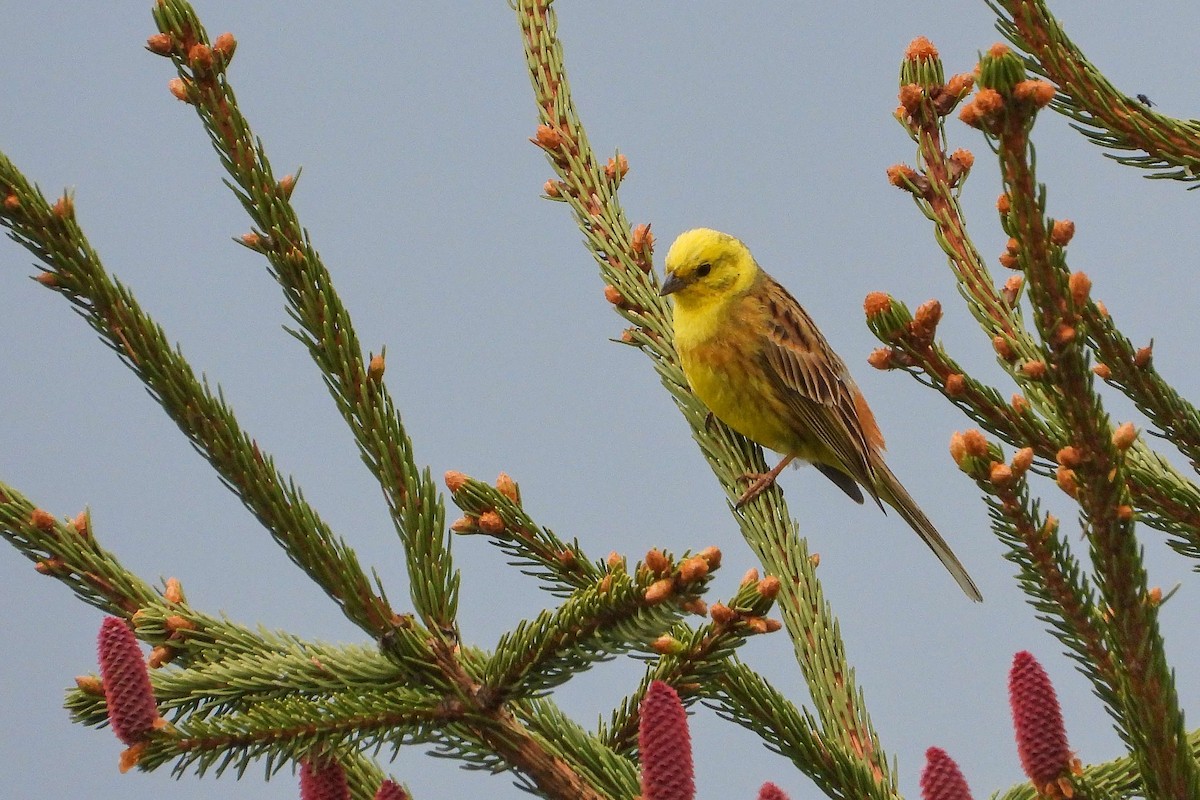 Yellowhammer - Vladislav Železný