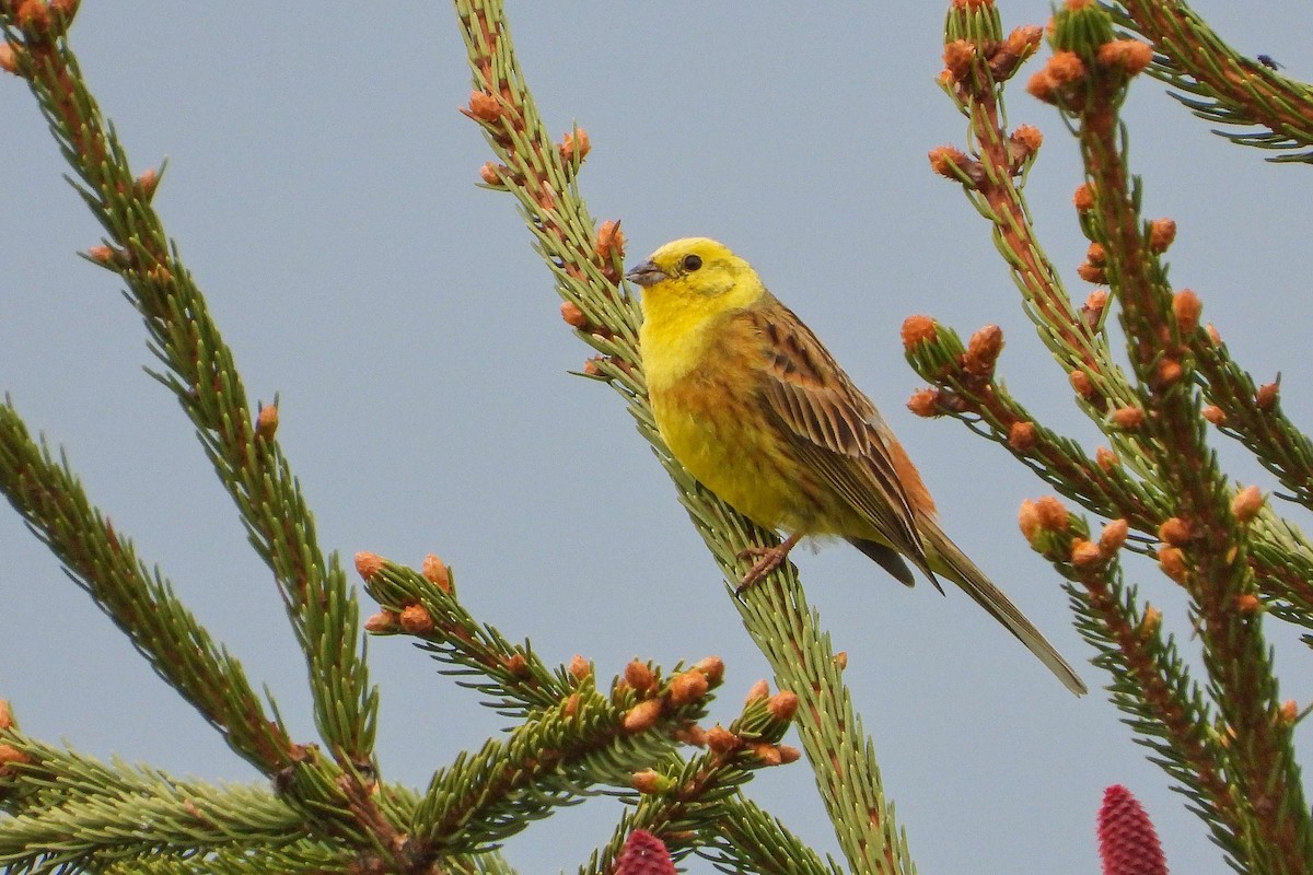 Yellowhammer - Vladislav Železný