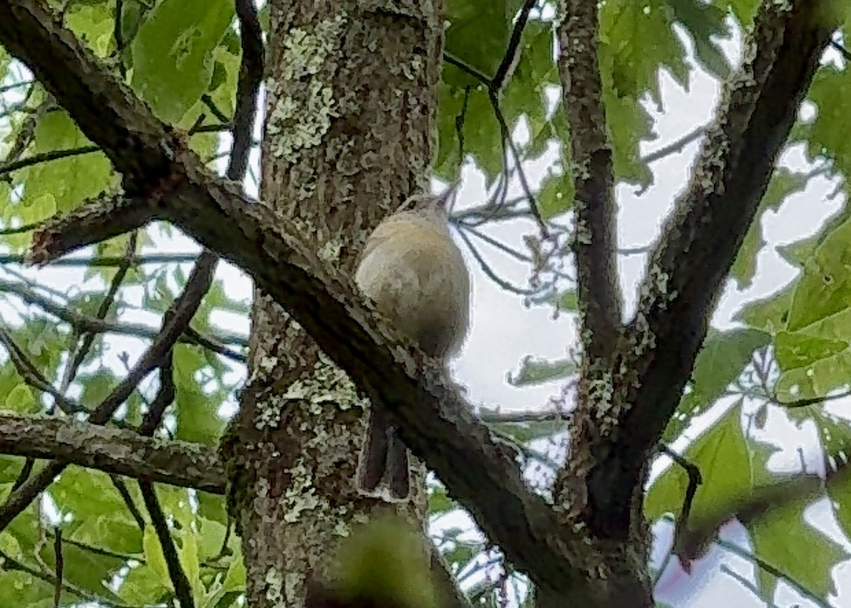 Carolina Wren - Sarah R