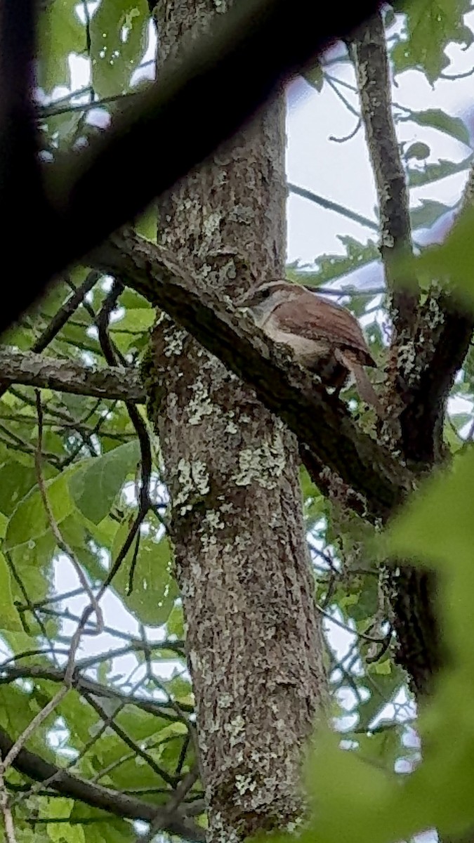 Carolina Wren - Sarah R