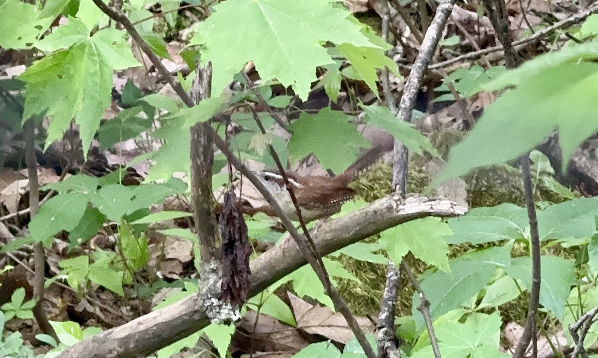 Carolina Wren - Sarah R