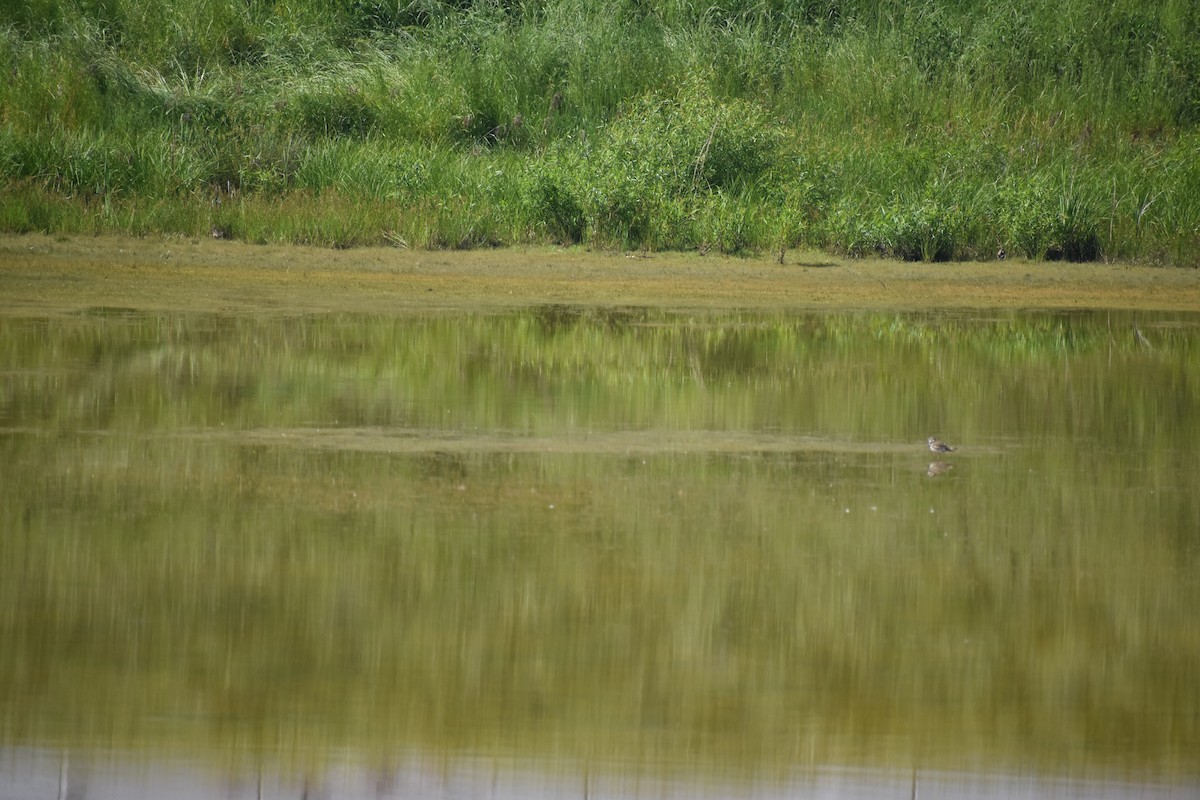 Killdeer - Matthew Campbell